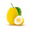 Cedri di Sicilia